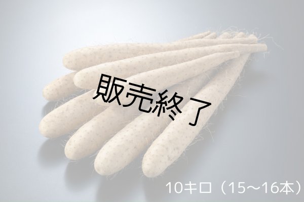 画像1: 【送料無料】長芋　１０キロ (1)